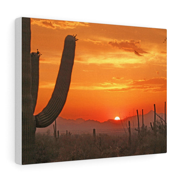 Wall Art | Canvas Wall Decor | Home Decor Midwest Decor Cactus Decor
