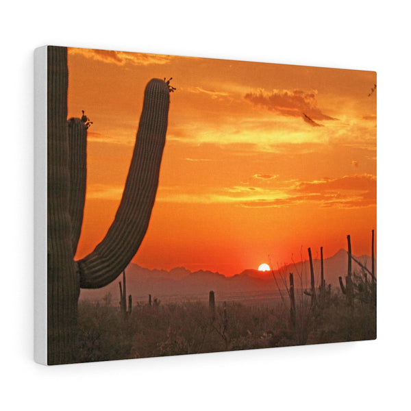 Wall Art | Canvas Wall Decor | Home Decor Midwest Decor Cactus Decor